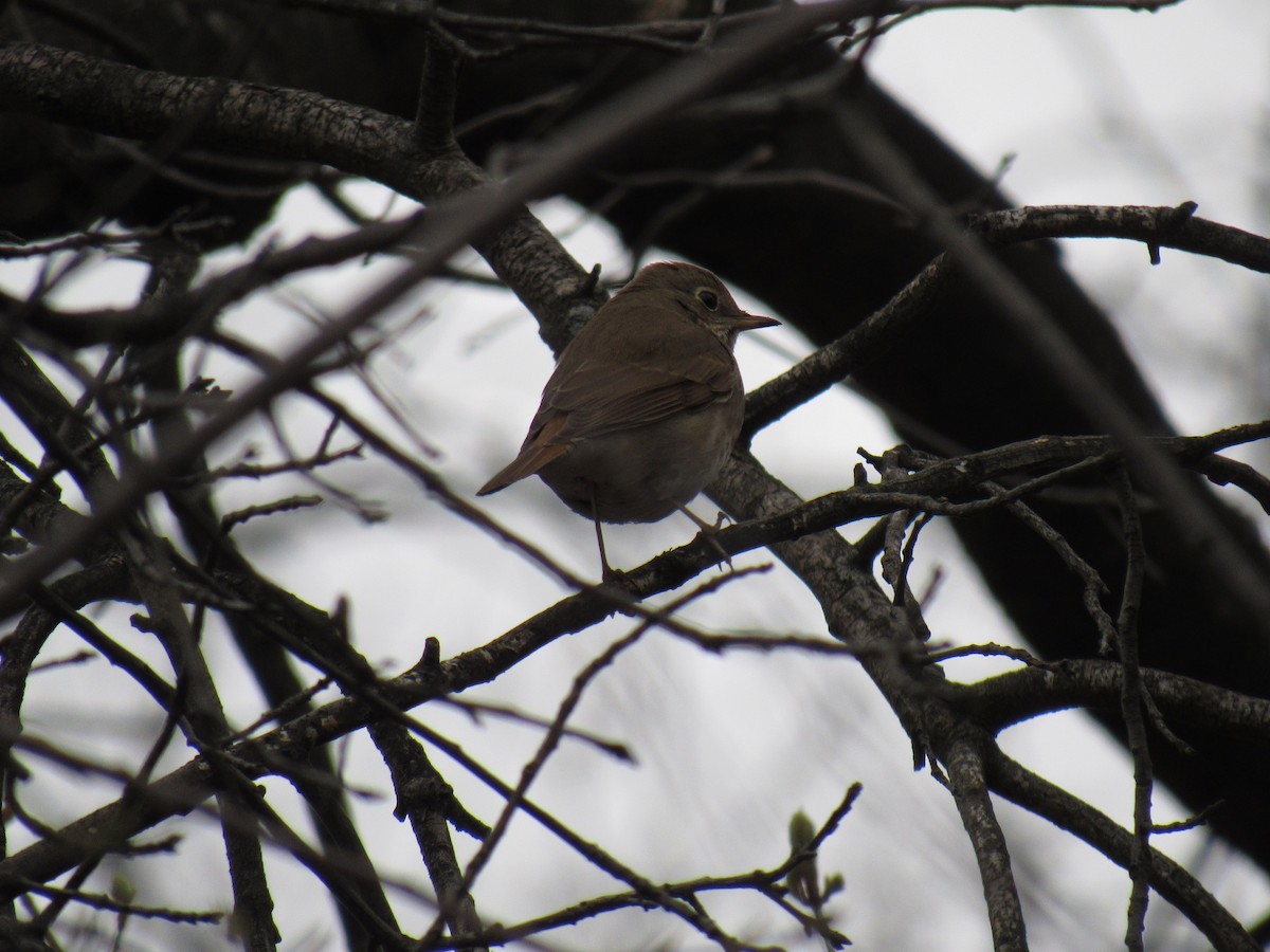 Hermit Thrush - John Coyle