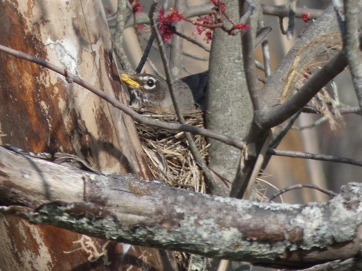 American Robin - ML96723041