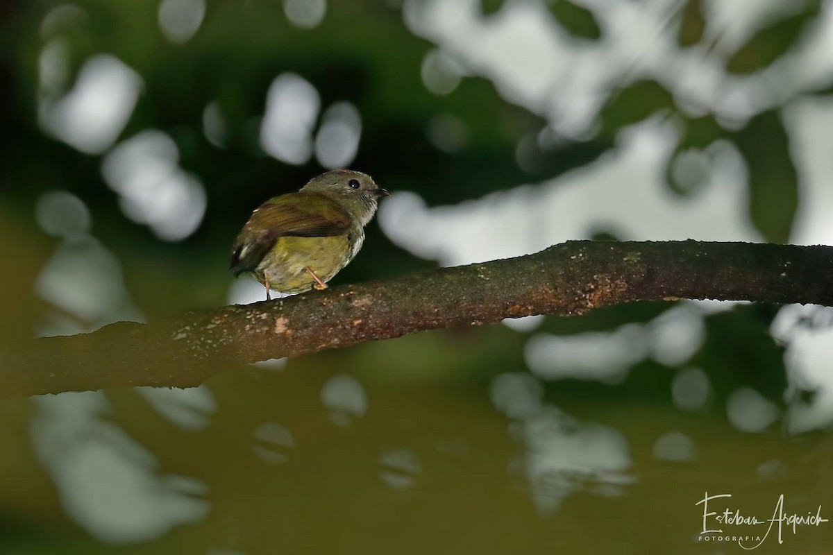 Manakin des yungas - ML96723561