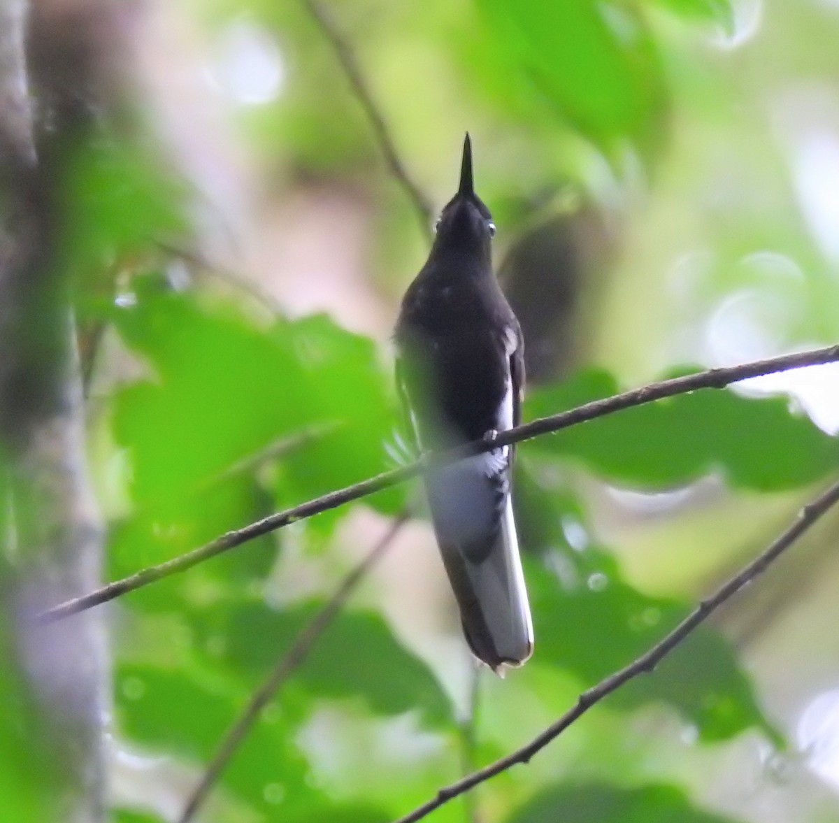 kolibřík černobílý - ML96724301