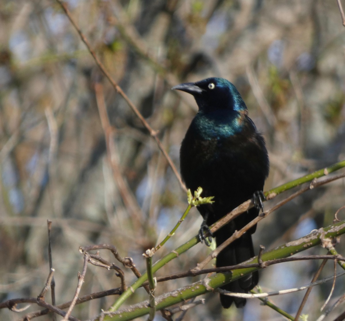 Common Grackle - ML96724331