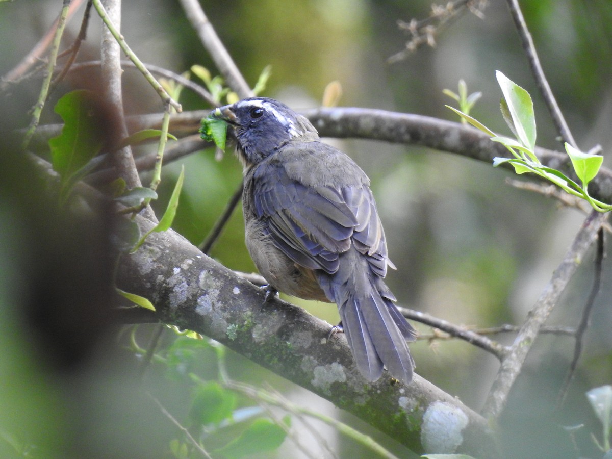 Thick-billed Saltator - ML96724471