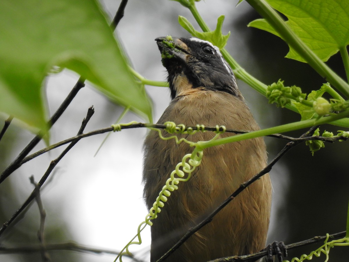 Thick-billed Saltator - ML96724481