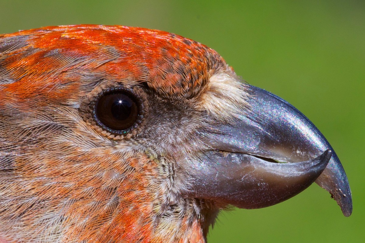 Cassia Crossbill - ML96727111