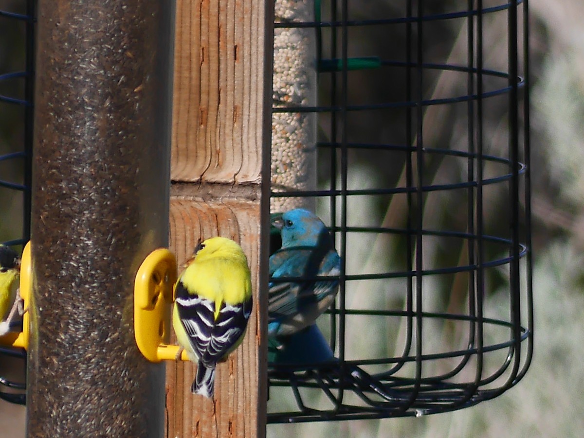 Lazuli Bunting - ML96727461