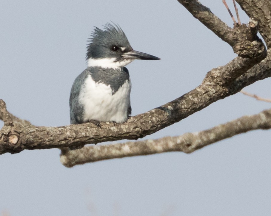 Belted Kingfisher - ML96727981