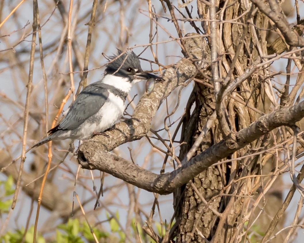 Belted Kingfisher - ML96728021