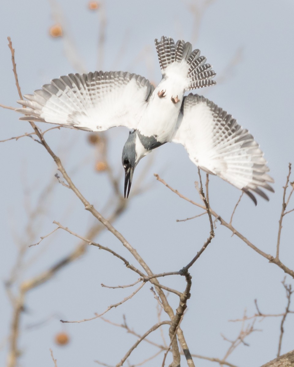 Belted Kingfisher - ML96728031