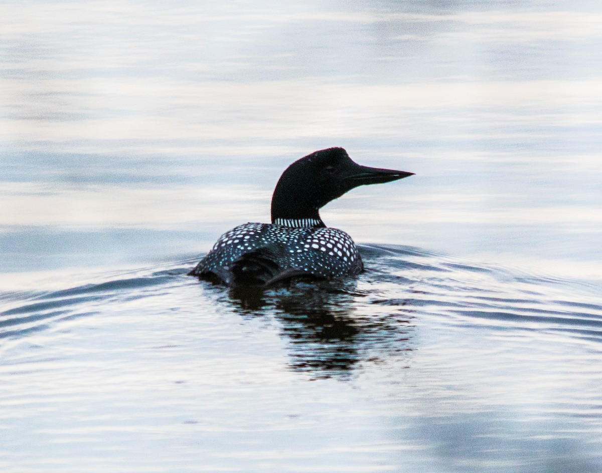 Plongeon huard - ML96728361