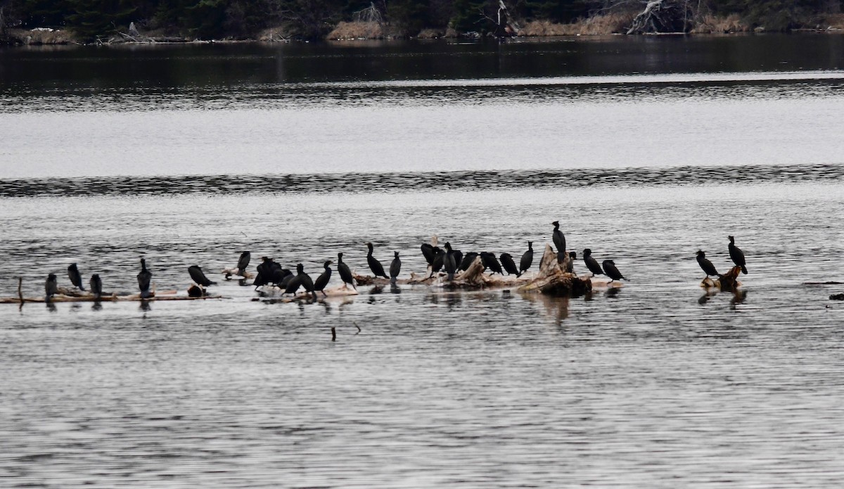 Double-crested Cormorant - Moira Maus