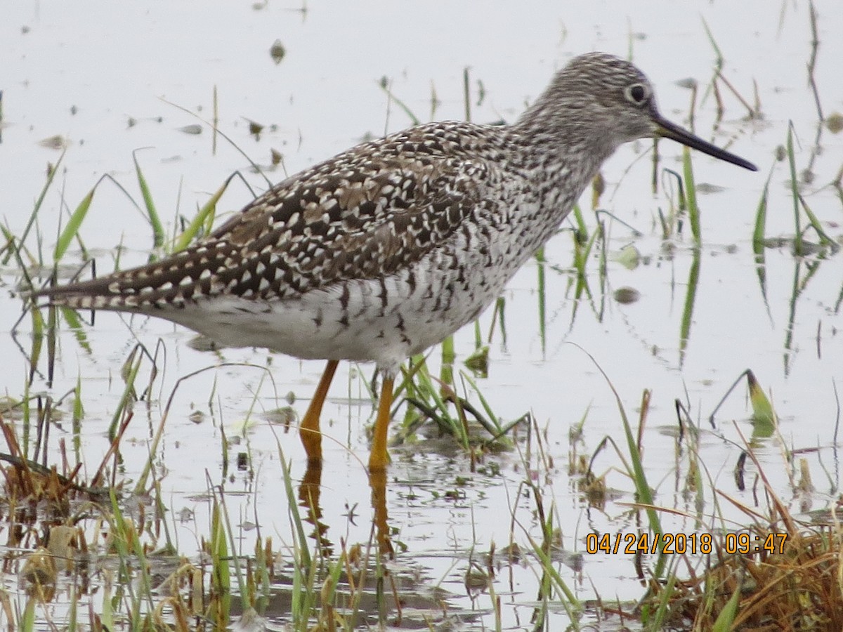 Greater Yellowlegs - ML96728551