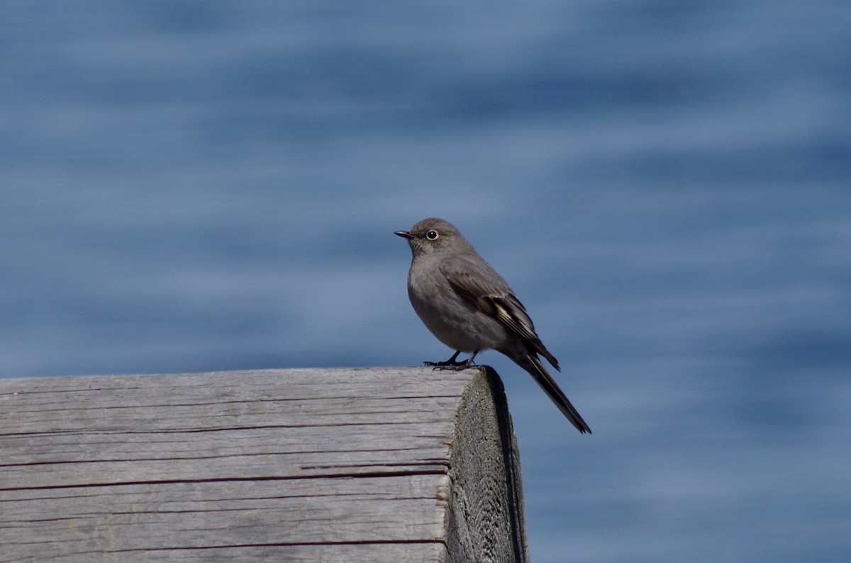 Townsend's Solitaire - Alex Patia