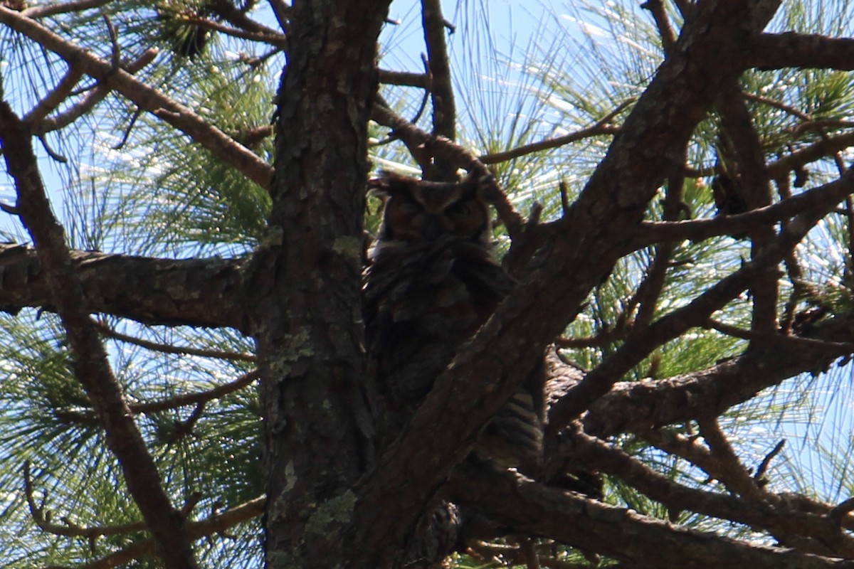 Great Horned Owl - Nancee Cobb