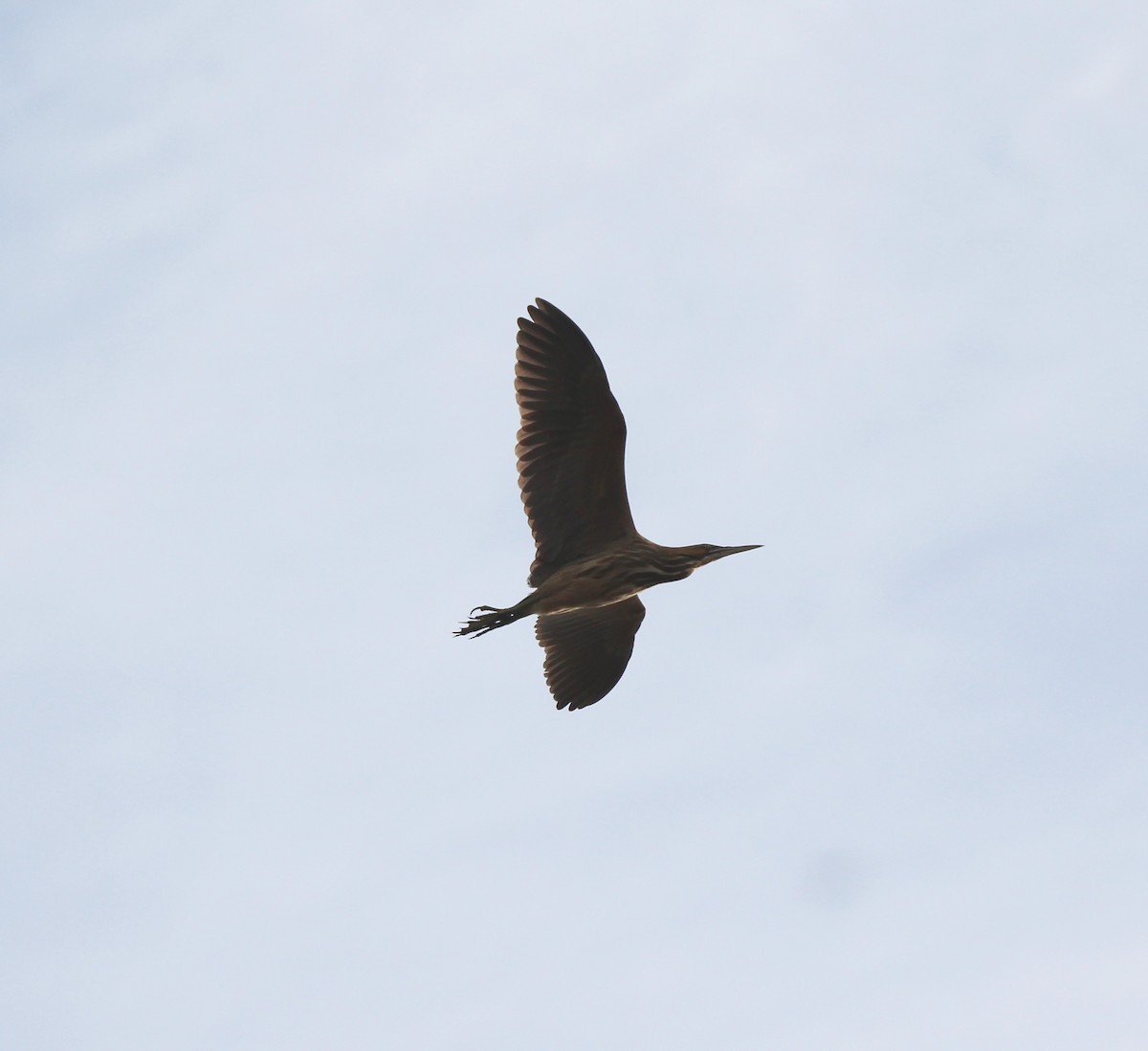 American Bittern - ML96731571