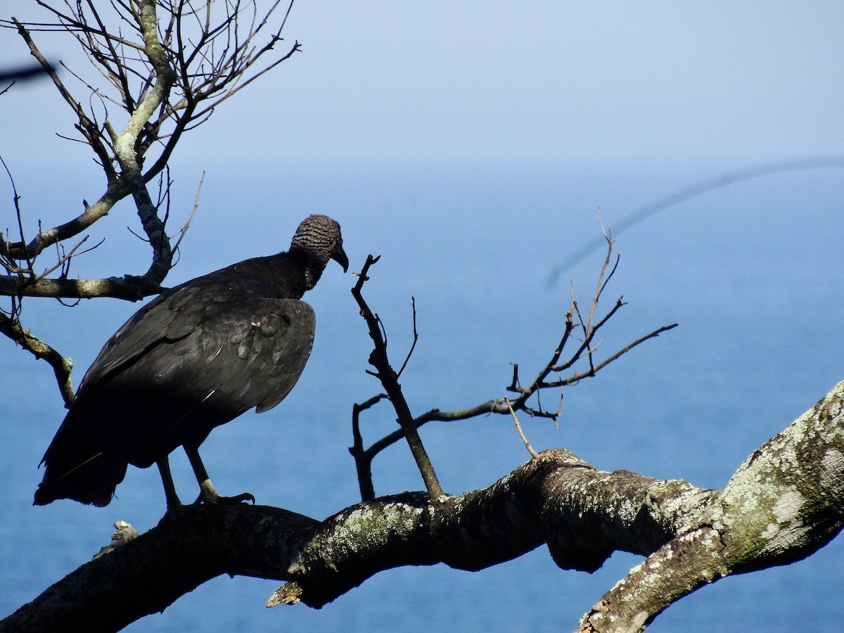 Black Vulture - Ana Paula Alminhana Maciel