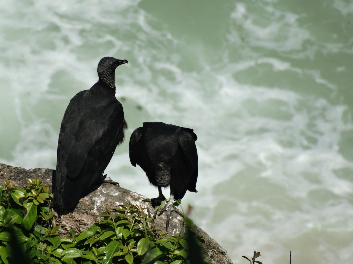 Black Vulture - ML96733721