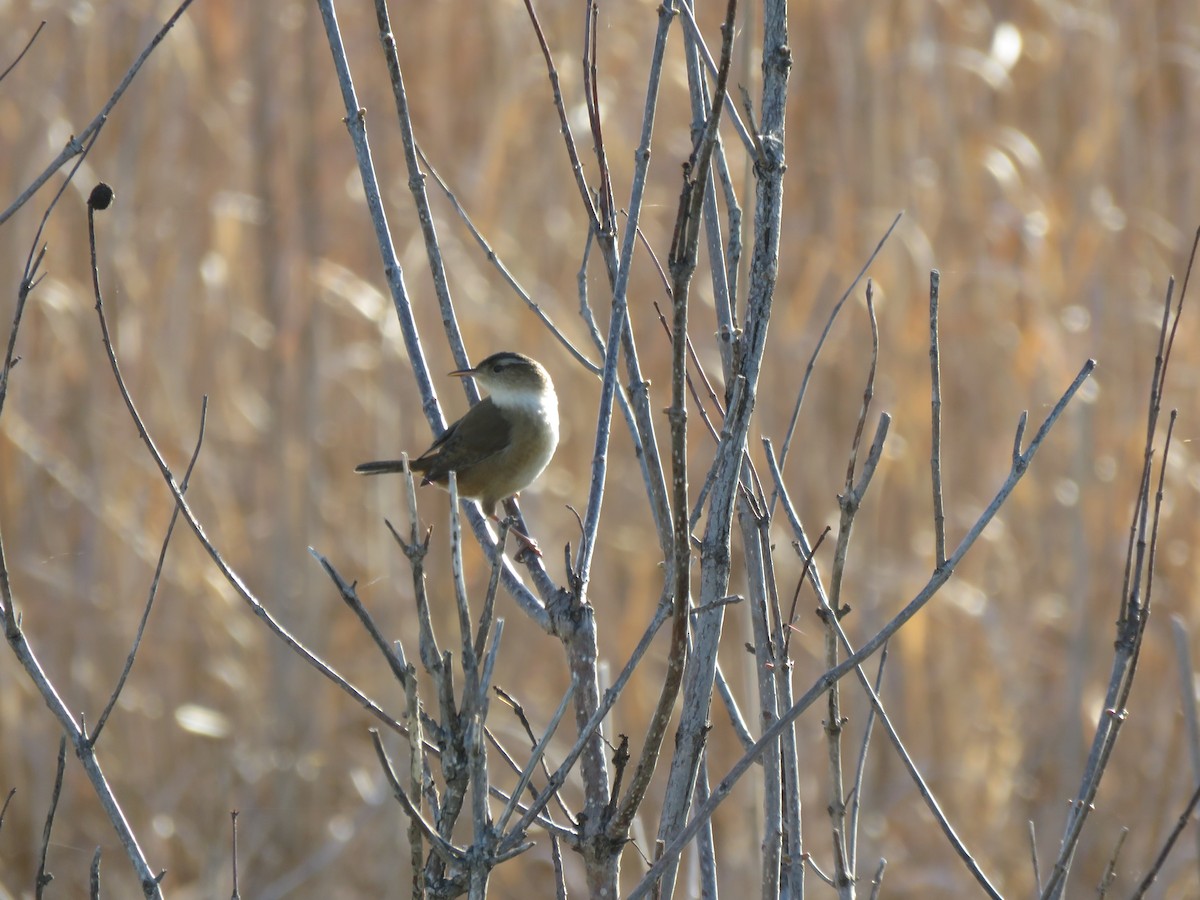 Marsh Wren - Kathy Carroll