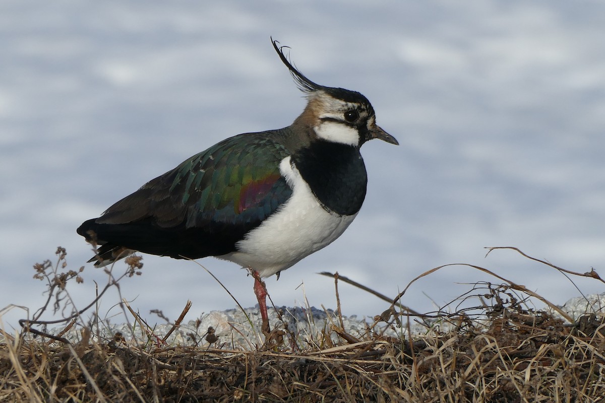 Northern Lapwing - eero salo-oja