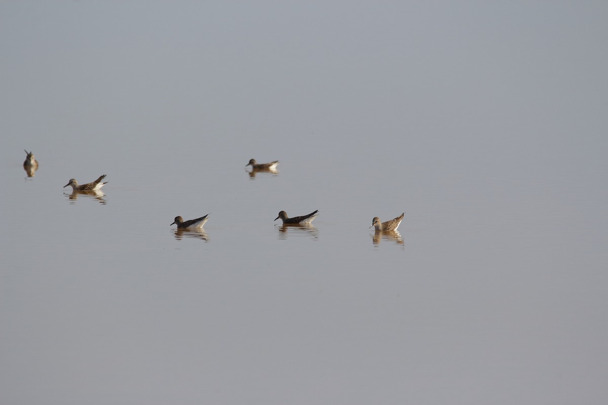 White-rumped Sandpiper - ML96738751