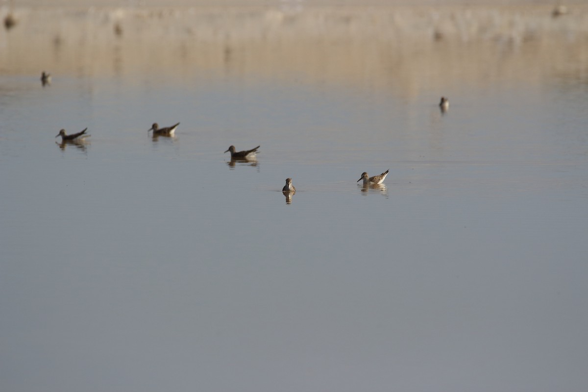 White-rumped Sandpiper - ML96738791