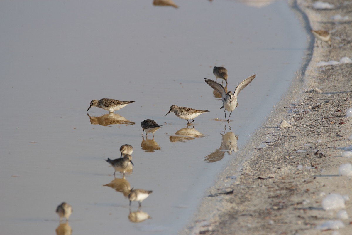 White-rumped Sandpiper - ML96738811