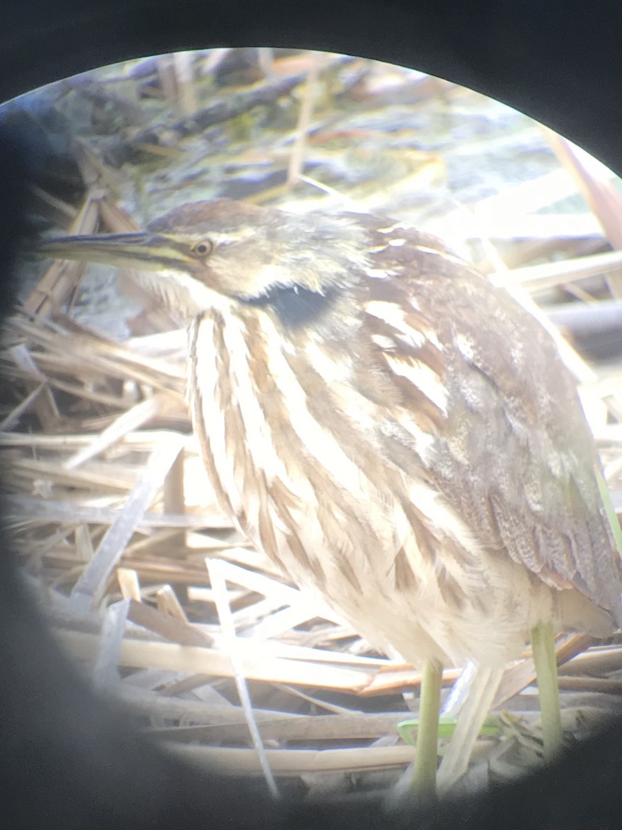 American Bittern - ML96739131