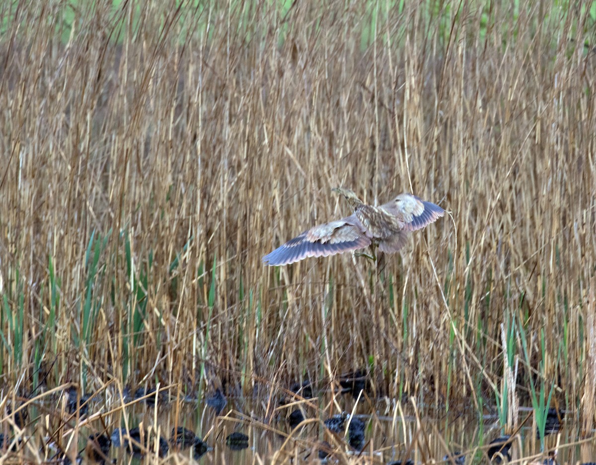 American Bittern - ML96739931