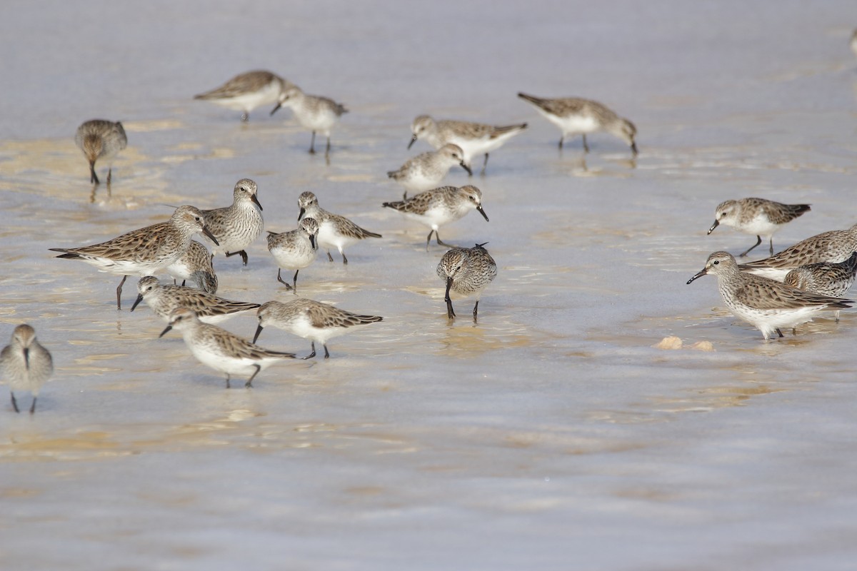 White-rumped Sandpiper - Luis Fernando Sauma Castillo