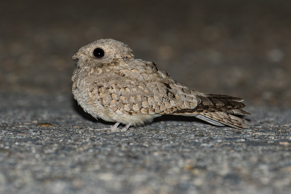 Egyptian Nightjar - ML96743271