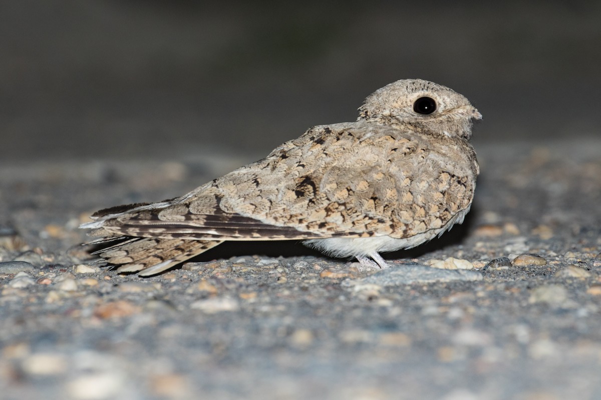 Egyptian Nightjar - ML96743281