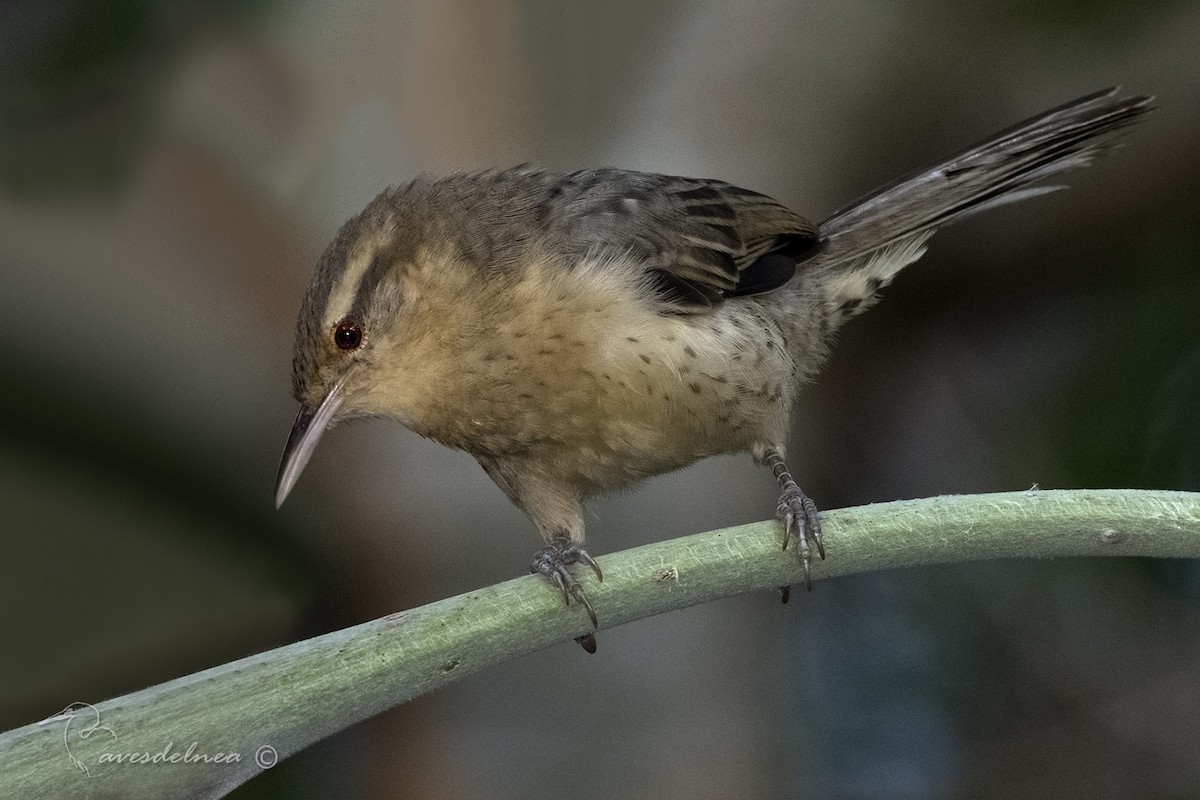 Thrush-like Wren - ML96743621