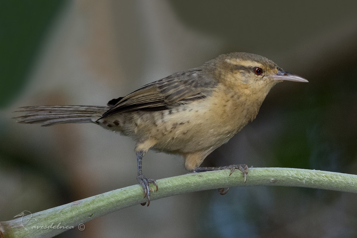 Thrush-like Wren - Marcelo Allende