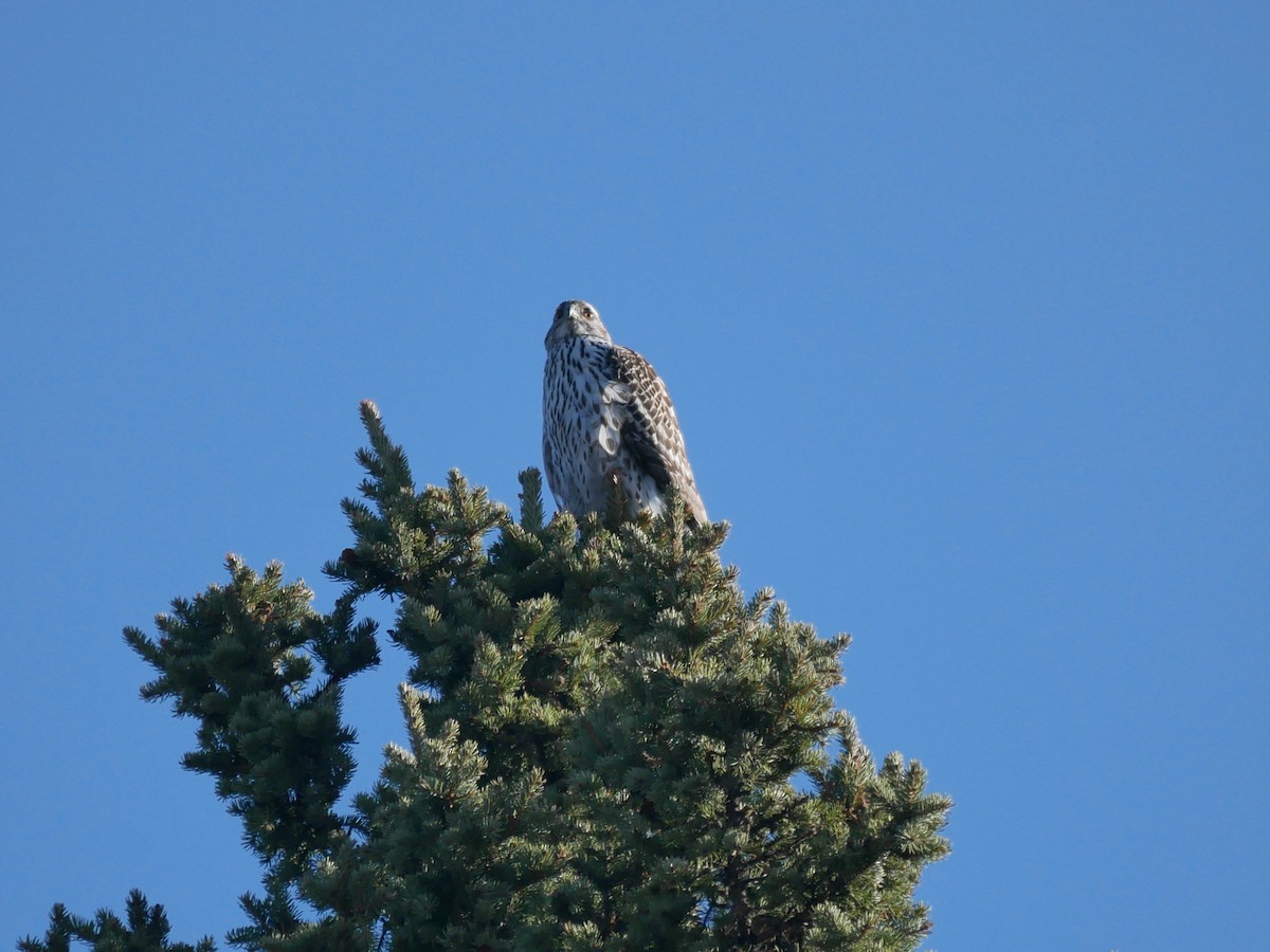 American Goshawk - ML96744011