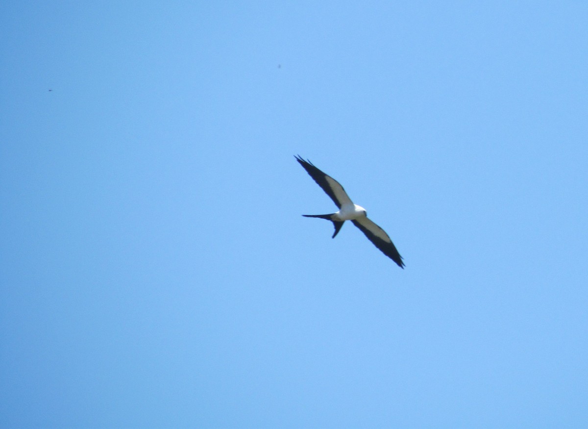 Swallow-tailed Kite - ML96746191
