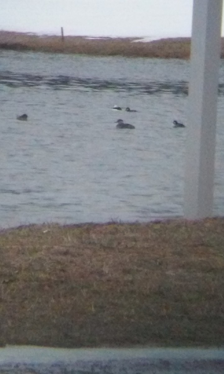 Red-necked Grebe - ML96746541