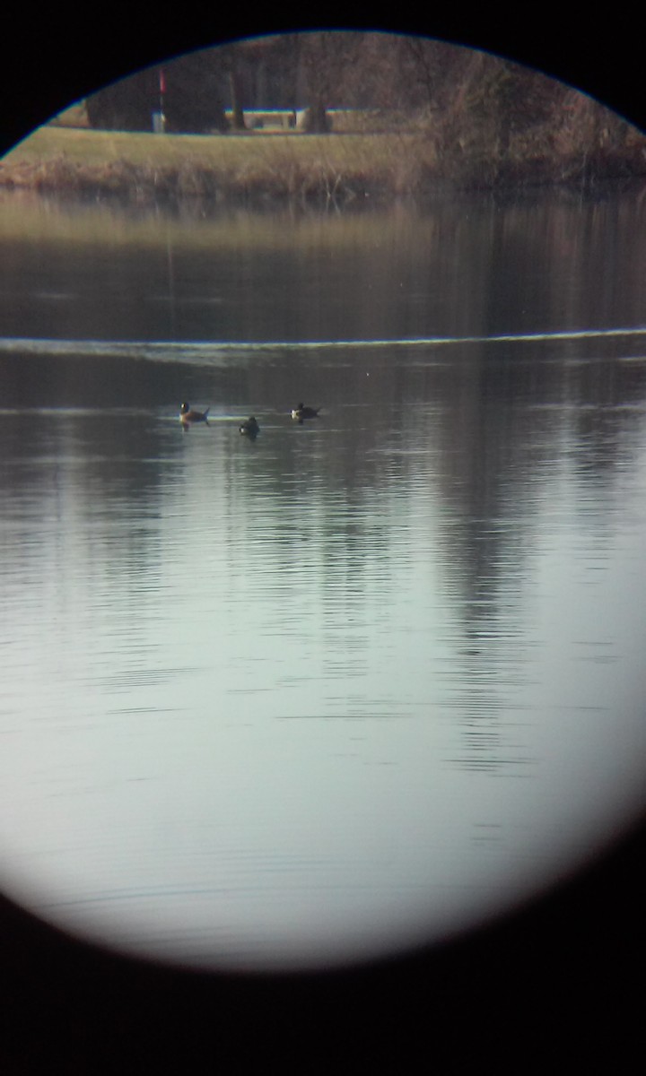 Ruddy Duck - ML96746641