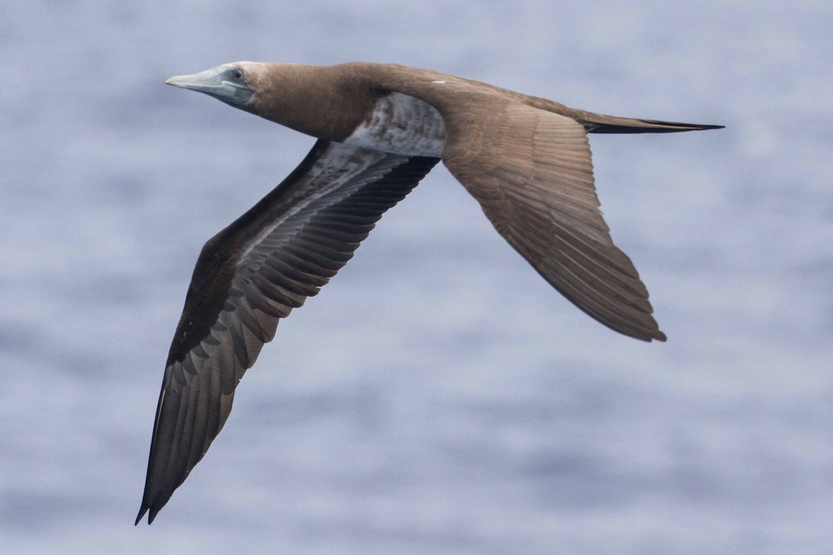 Brown Booby (Brewster's) - Eric VanderWerf