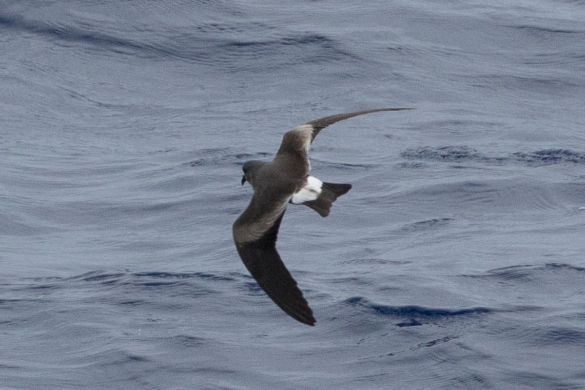 Leach's Storm-Petrel - ML96749031