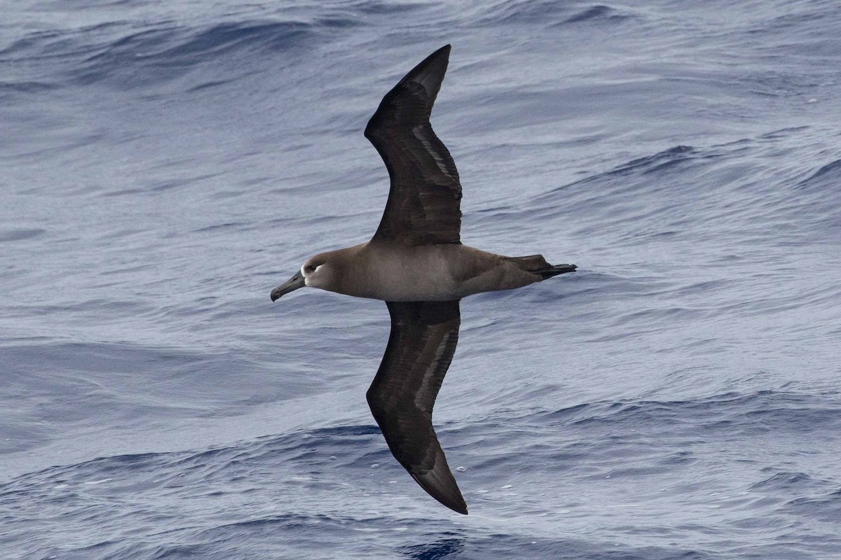 albatros černonohý - ML96749311