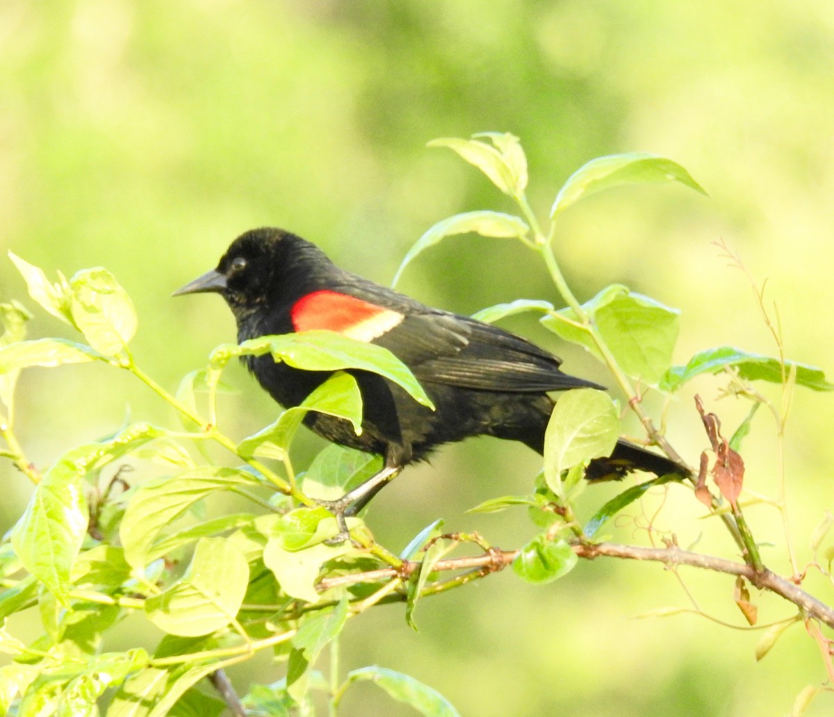 Red-winged Blackbird - danny dobbs