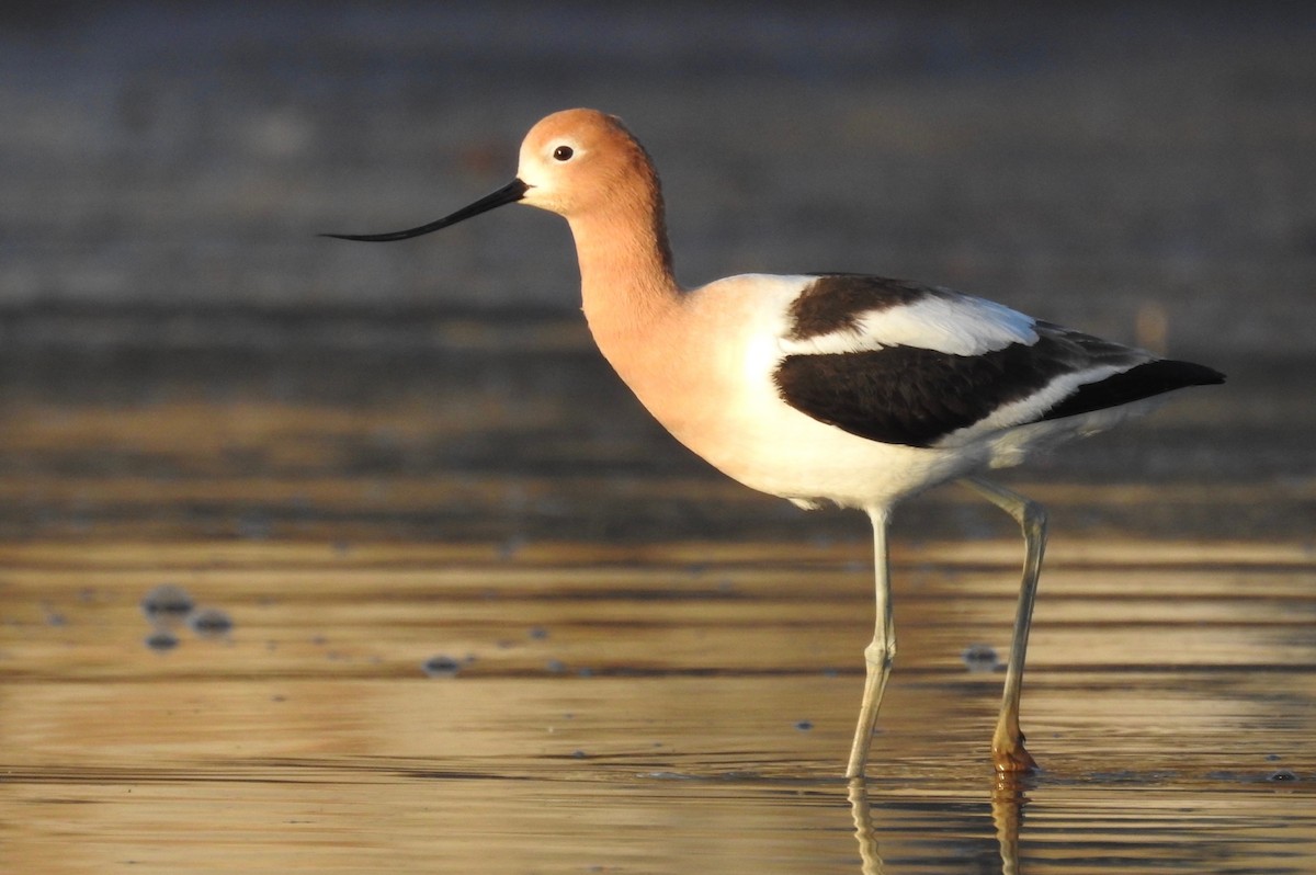 Avocette d'Amérique - ML96753691