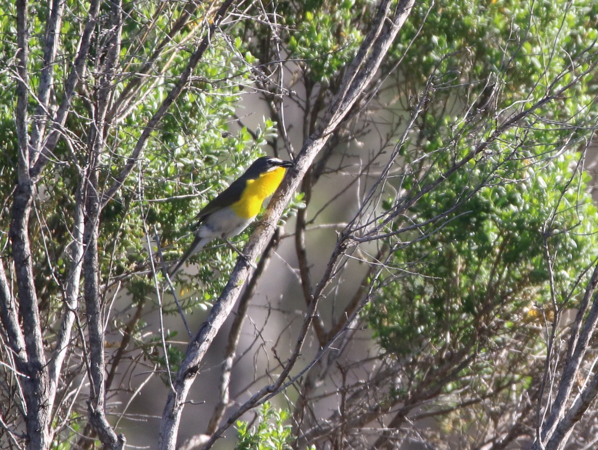 Yellow-breasted Chat - ML96754921