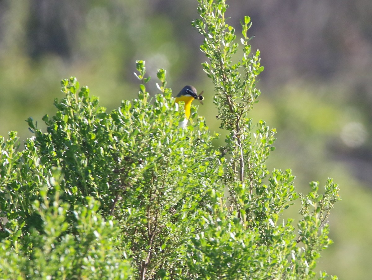 Yellow-breasted Chat - ML96754941