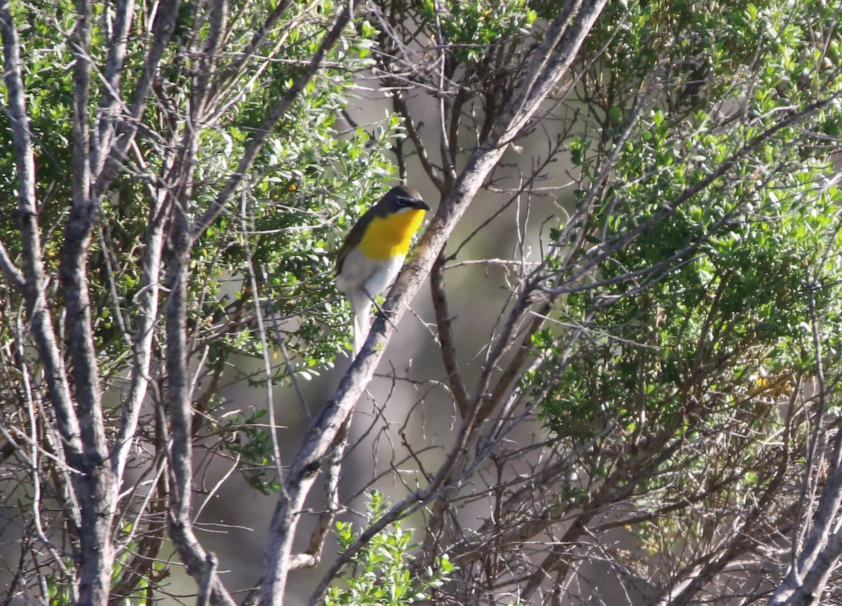 Yellow-breasted Chat - ML96754981