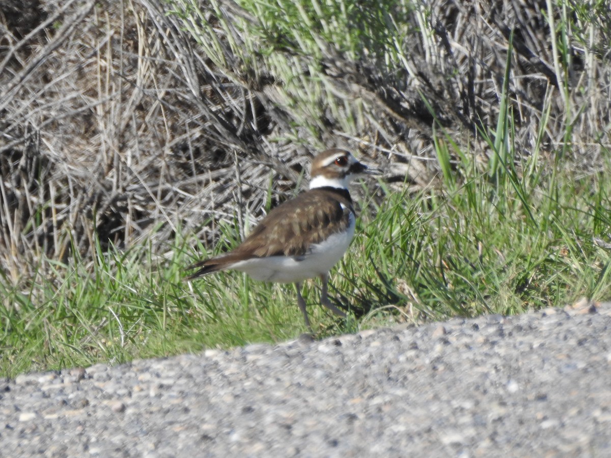 Killdeer - Tom Wuenschell