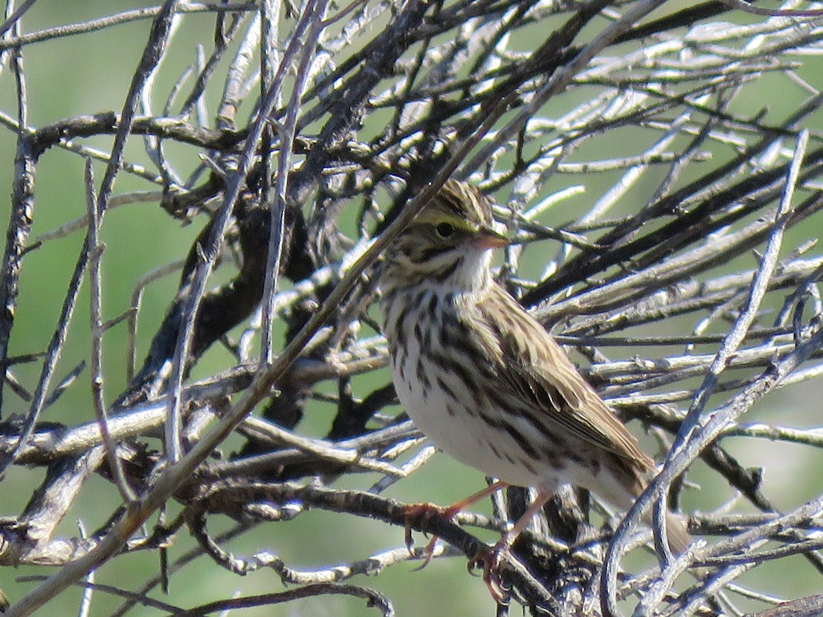 Savannah Sparrow - ML96755981