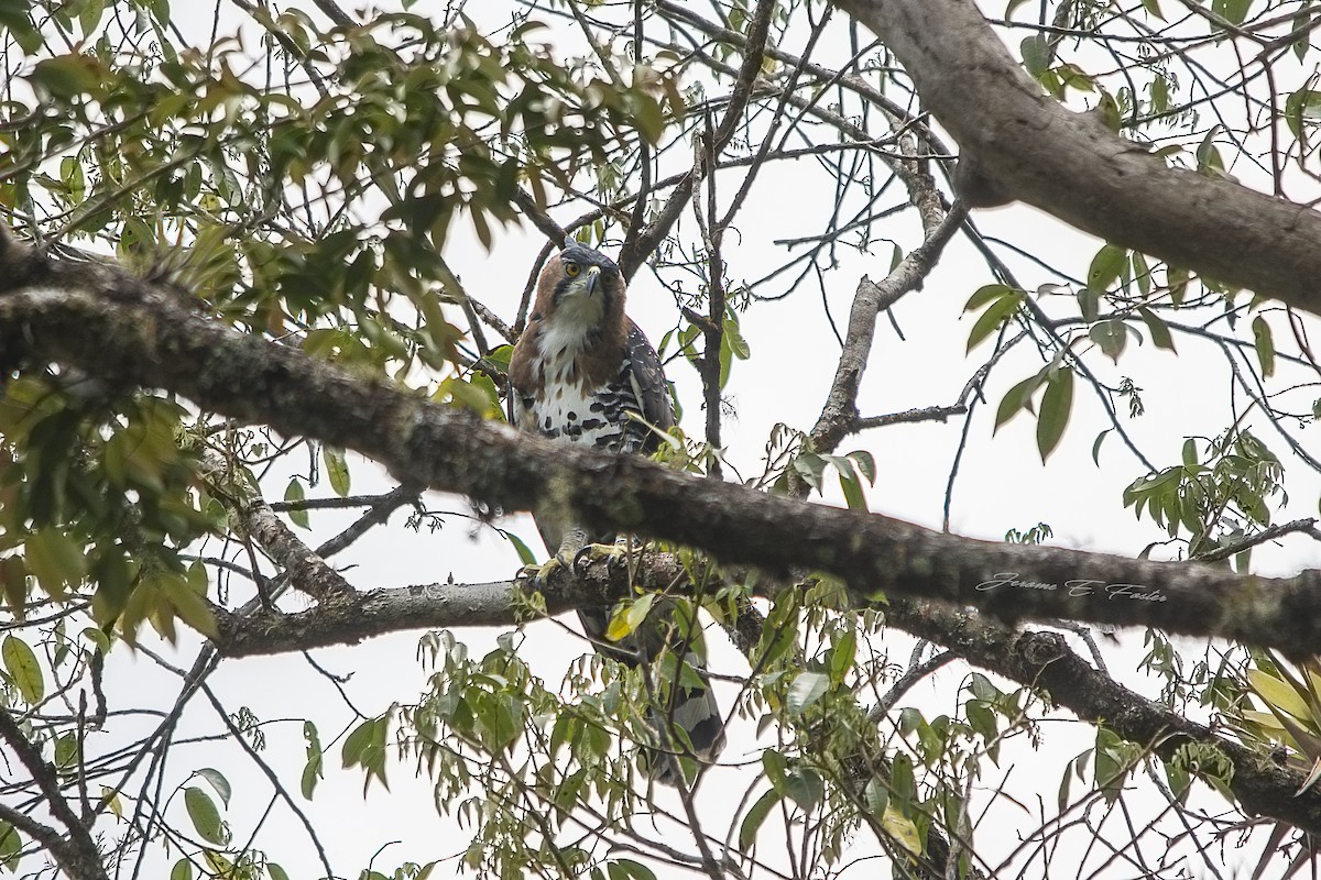 Águila Galana - ML96756611