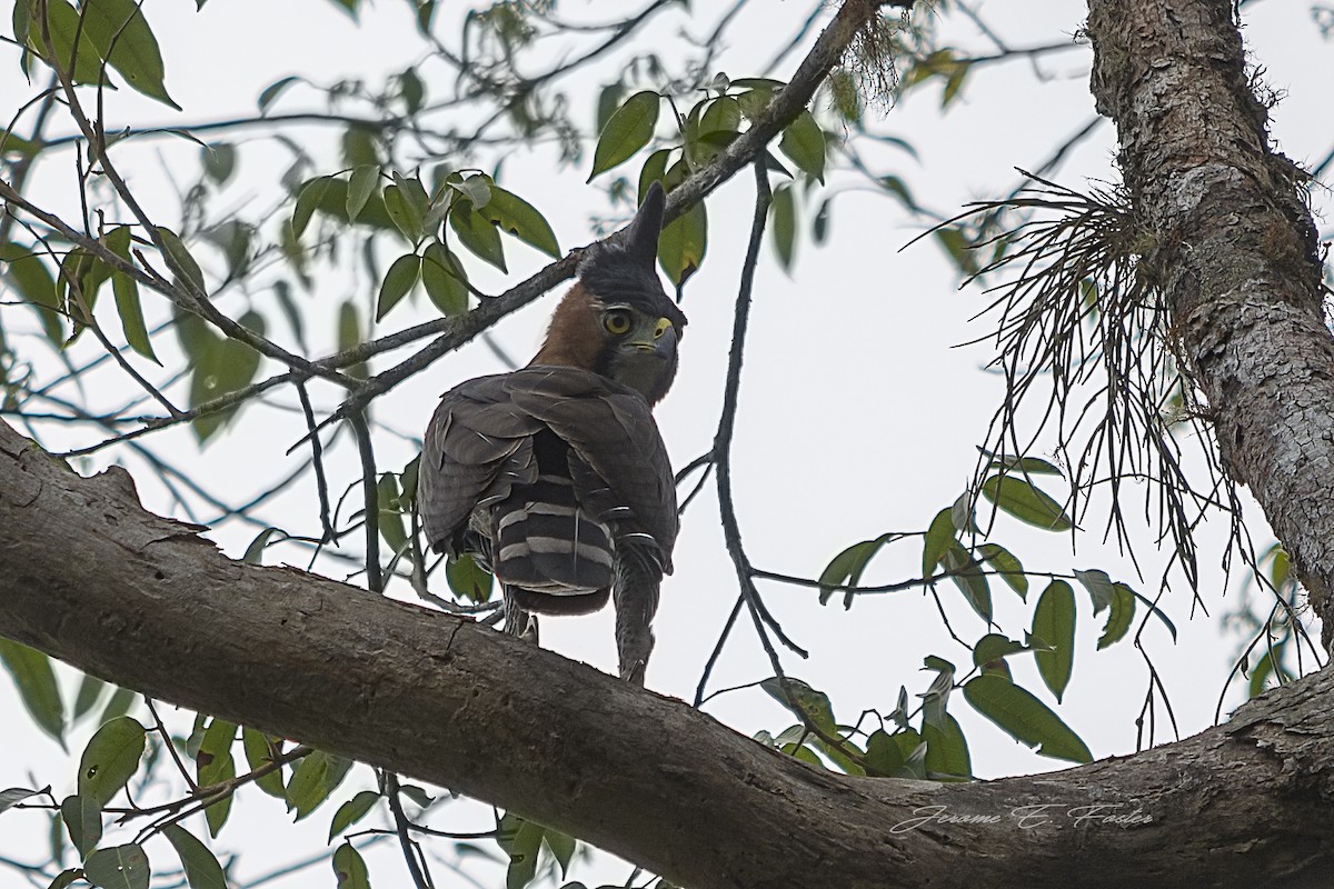 Ornate Hawk-Eagle - ML96756721