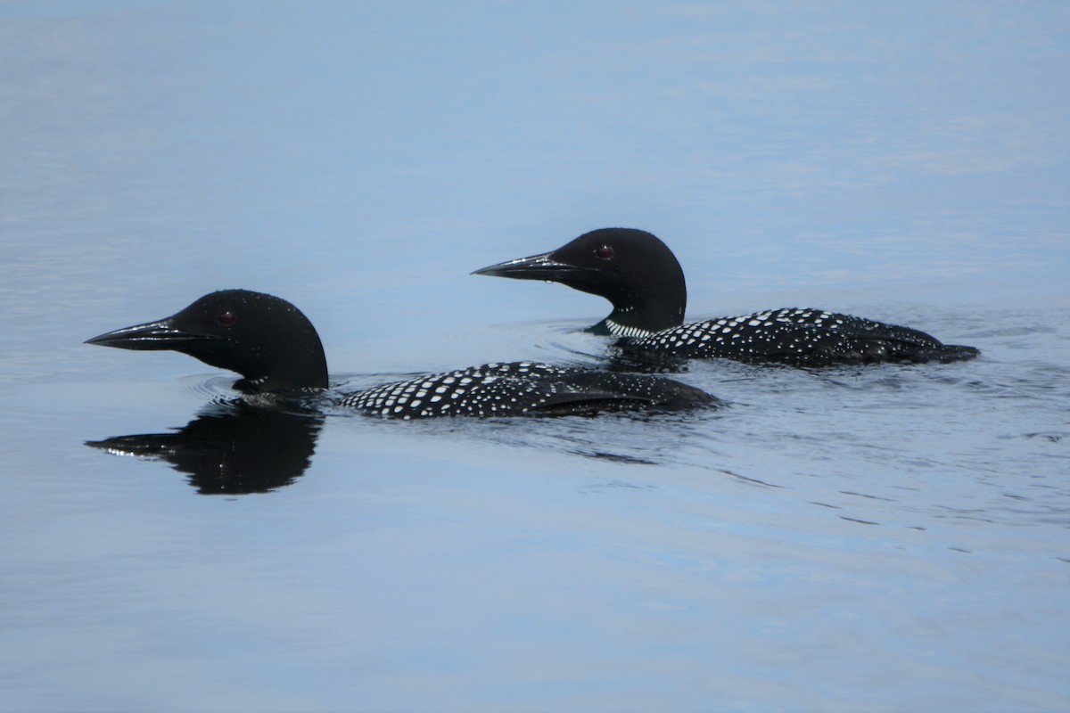 Common Loon - Steve Mierzykowski