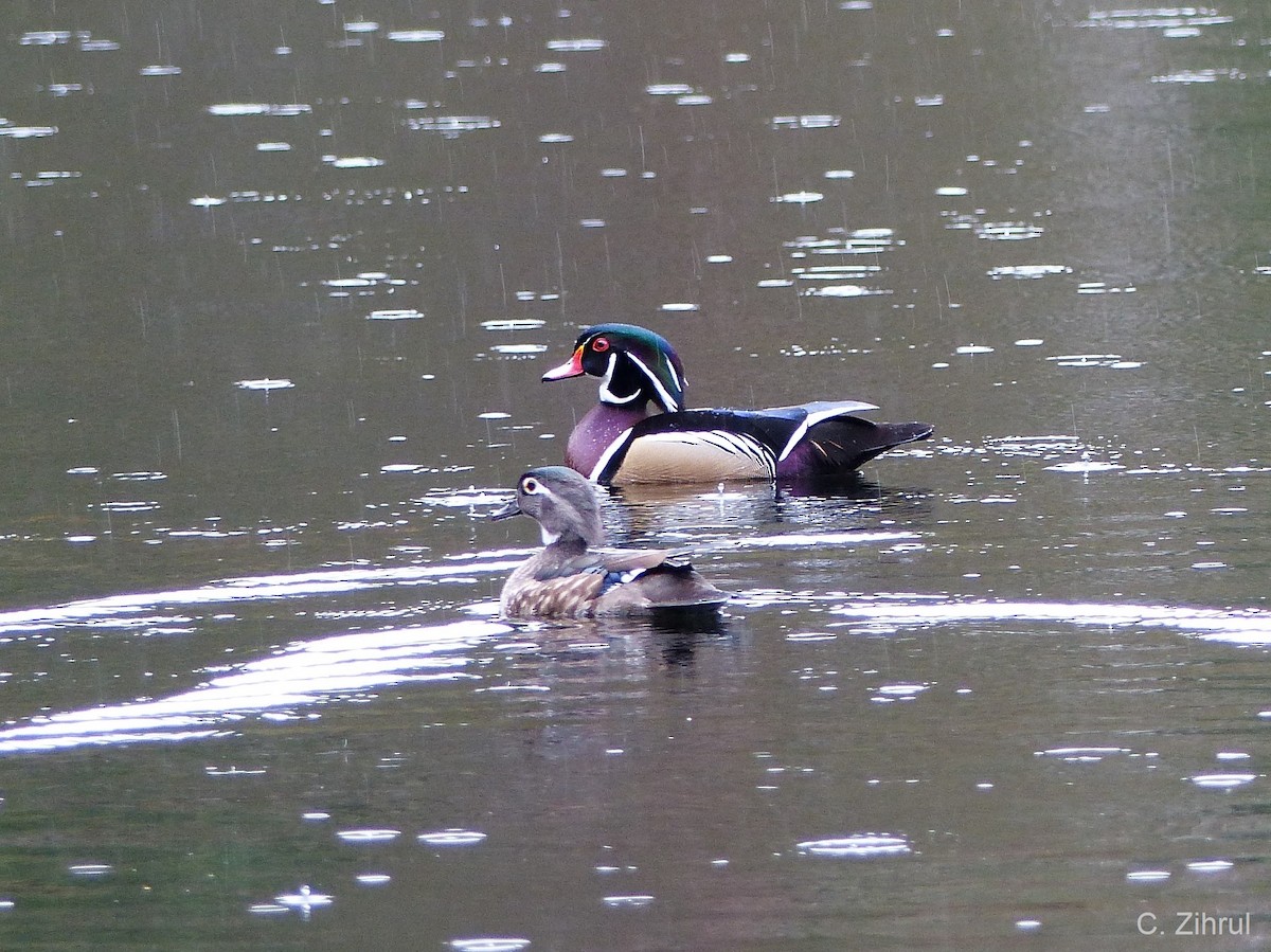 Wood Duck - Christine Zihrul